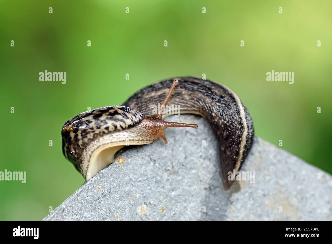 Closeup shot of a tiger snail on the stone Stock Photo