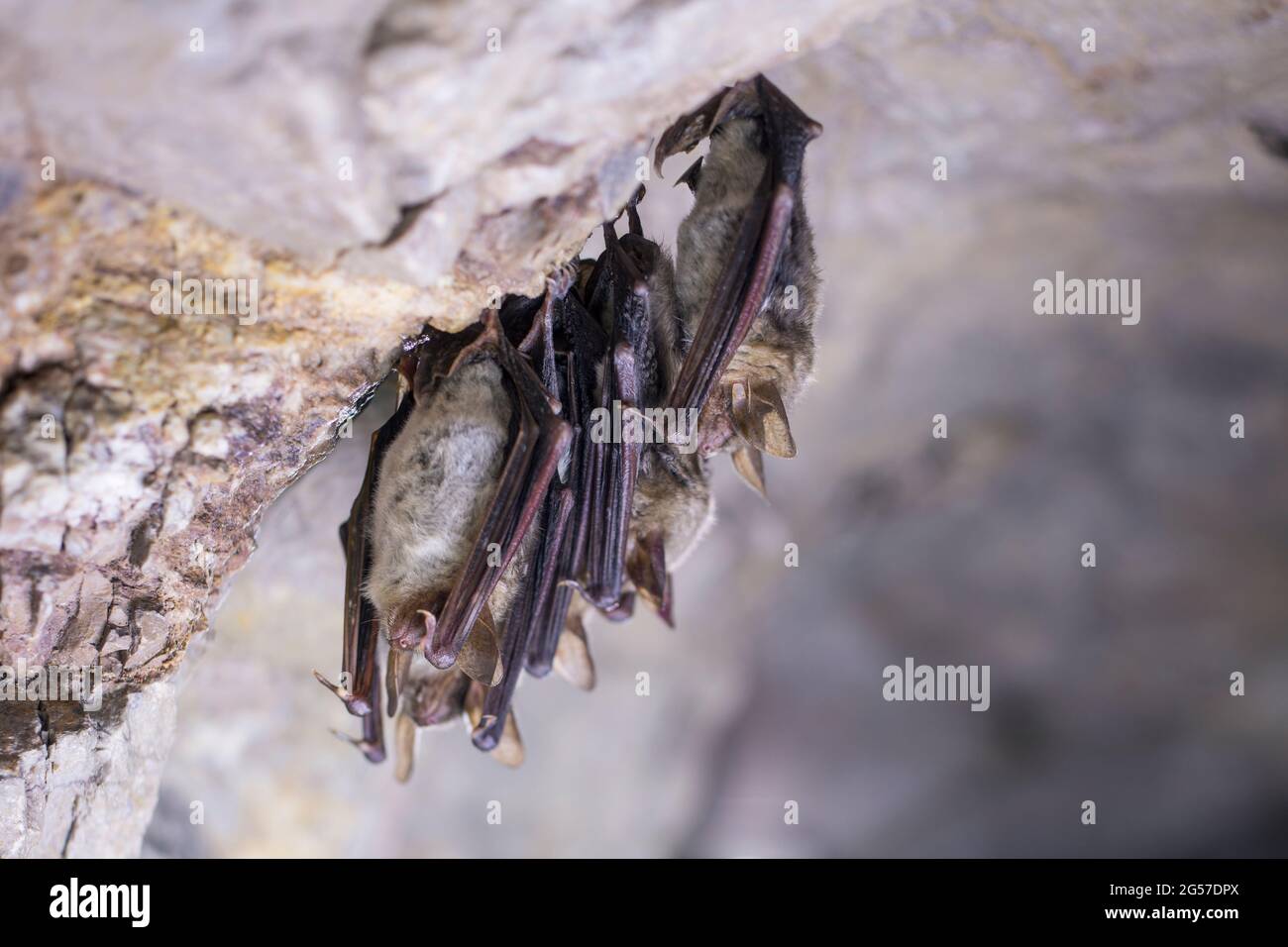 Close up group of strange animals Greater mouse-eared bats Myotis myotis hanging upside down in the mine and hibernating. Animal cluster wildlife take Stock Photo