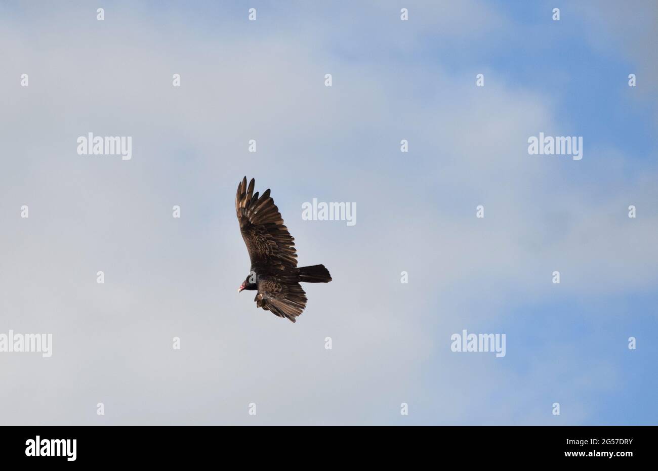 Turkey Vulture in flight Stock Photo Alamy