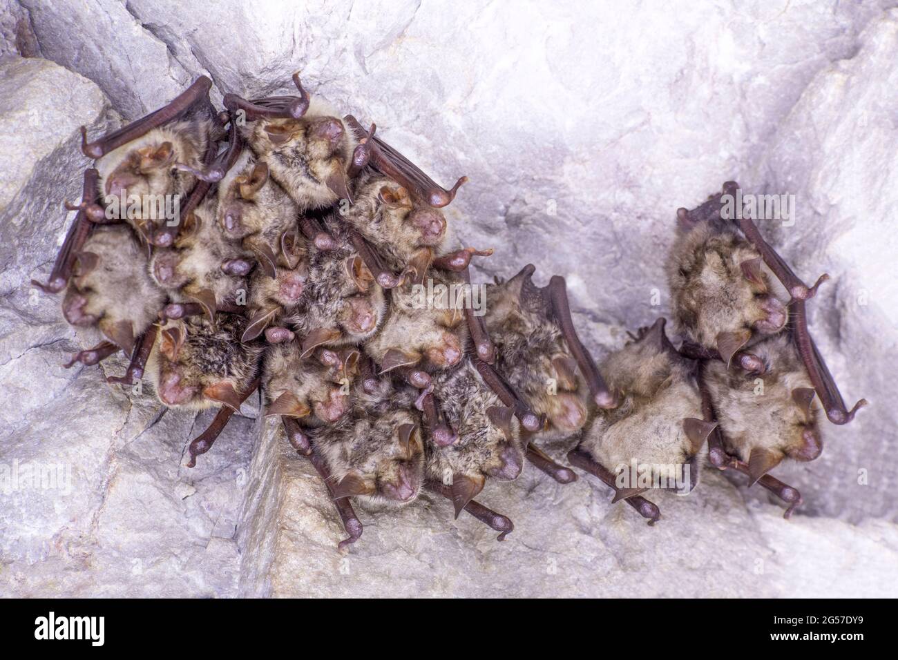 Close up group of strange animals Greater mouseeared bats Myotis