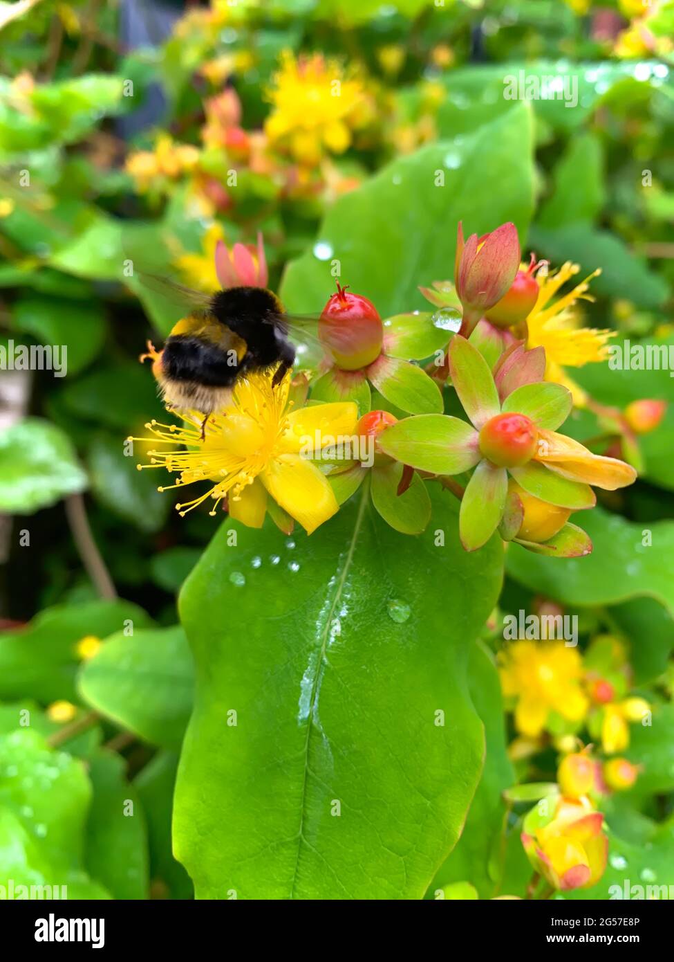Bee and yellow cestrum aurantiacum in summer Stock Photo