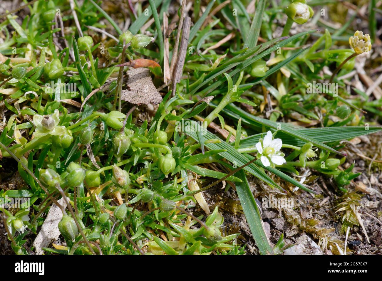 Heath Pearlwort - Sagina subulata growing in Exmoor carpark Stock Photo