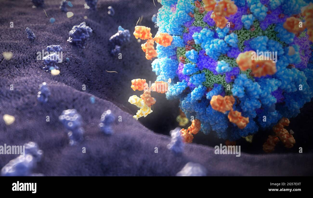 Antibodies binding influenza virus, illustration Stock Photo Alamy