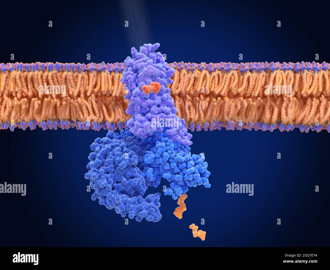 Activation of rhodopsin by light, molecular model Stock Photo