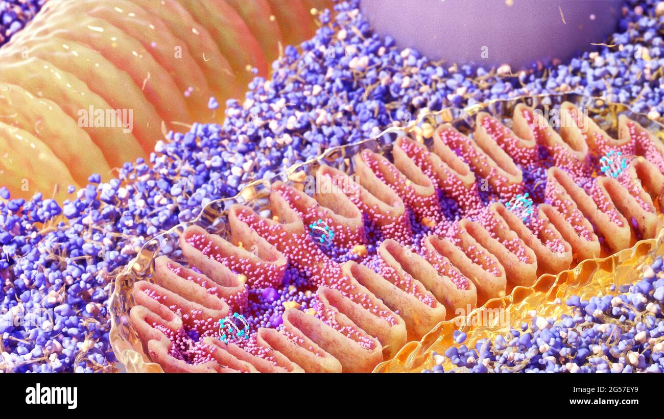 Mitochondria cross-section, illustration Stock Photo