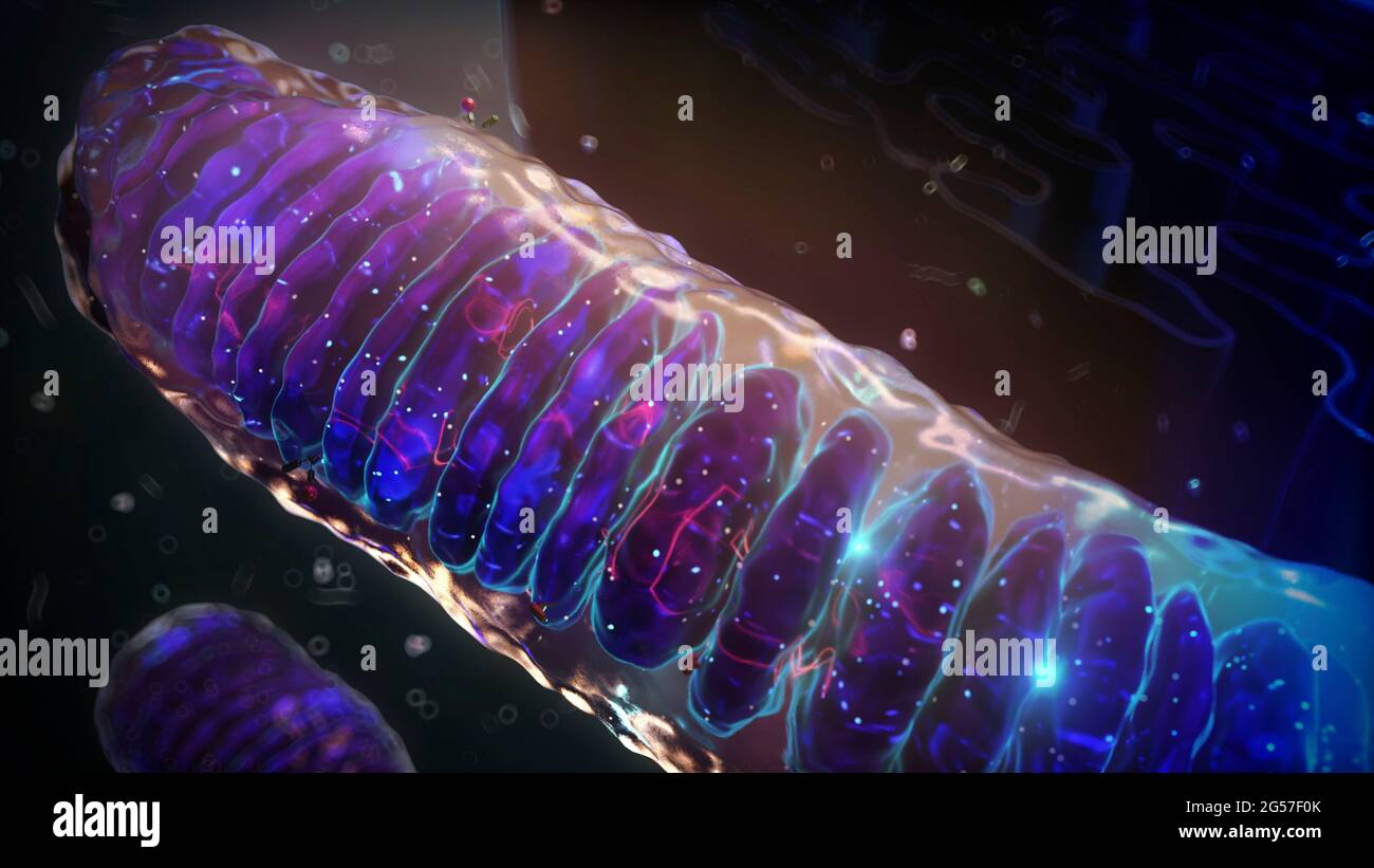 Mitochondrial fusion, illustration Stock Photo