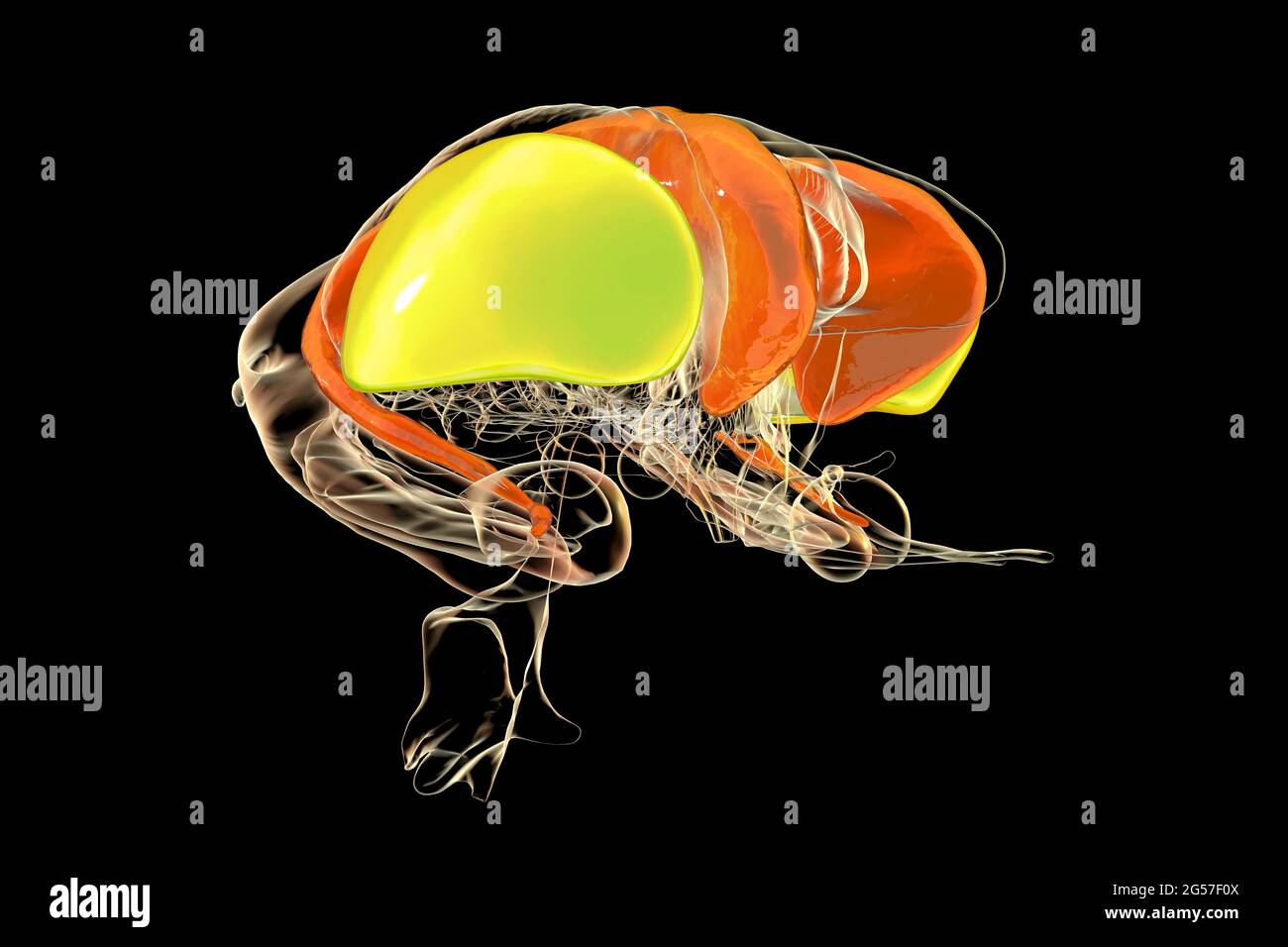 Dorsal striatum in the brain, illustration Stock Photo