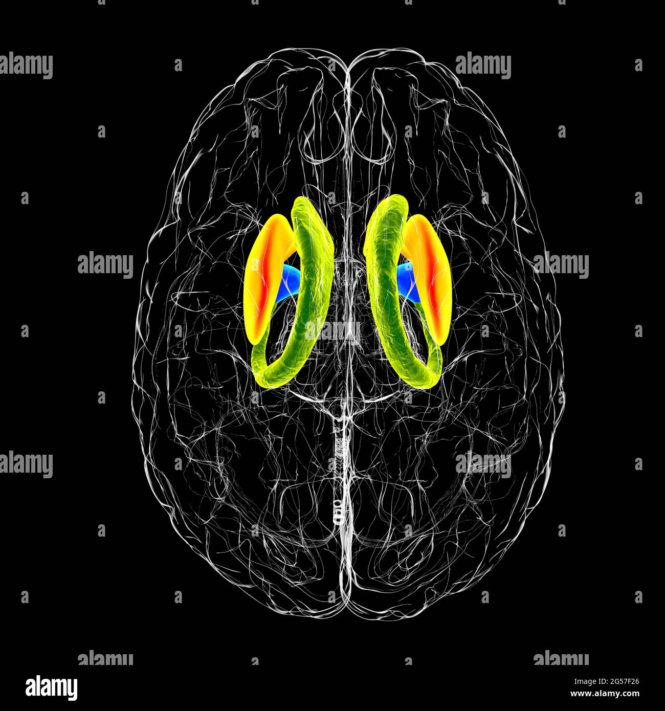 Dorsal striatum in the brain, illustration Stock Photo