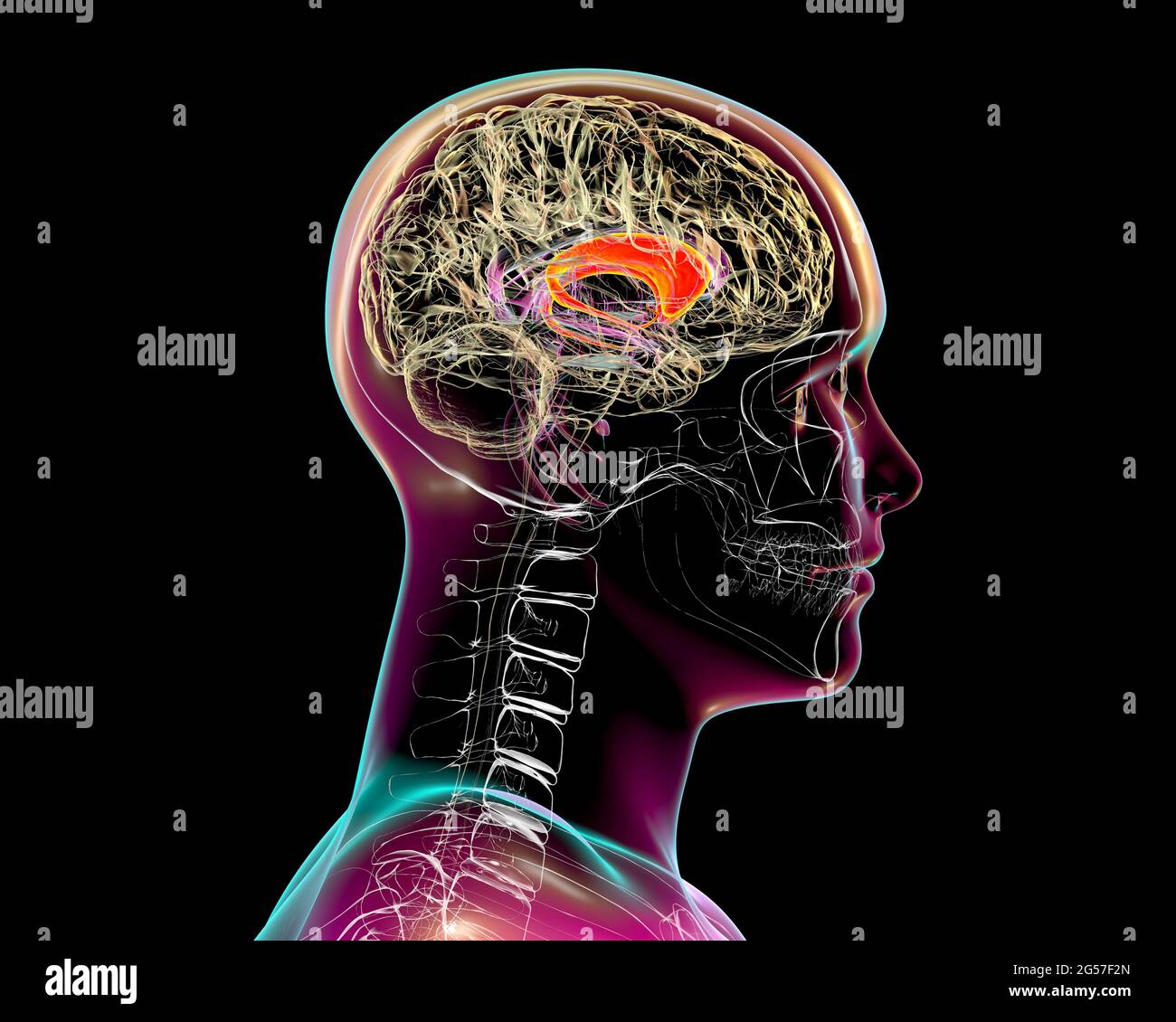 Caudate nuclei highlighted in the human brain, illustration Stock Photo