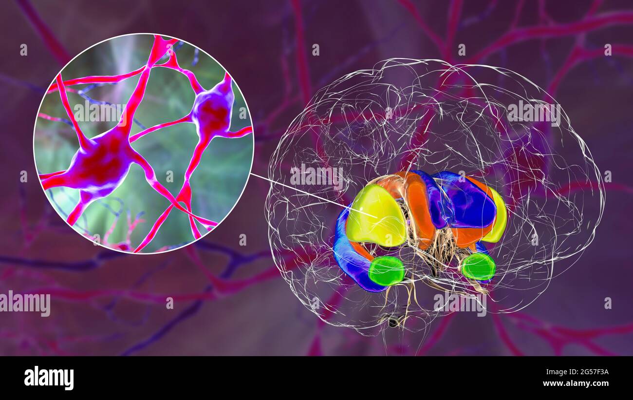 Dorsal striatum and neurons in the brain, illustration Stock Photo