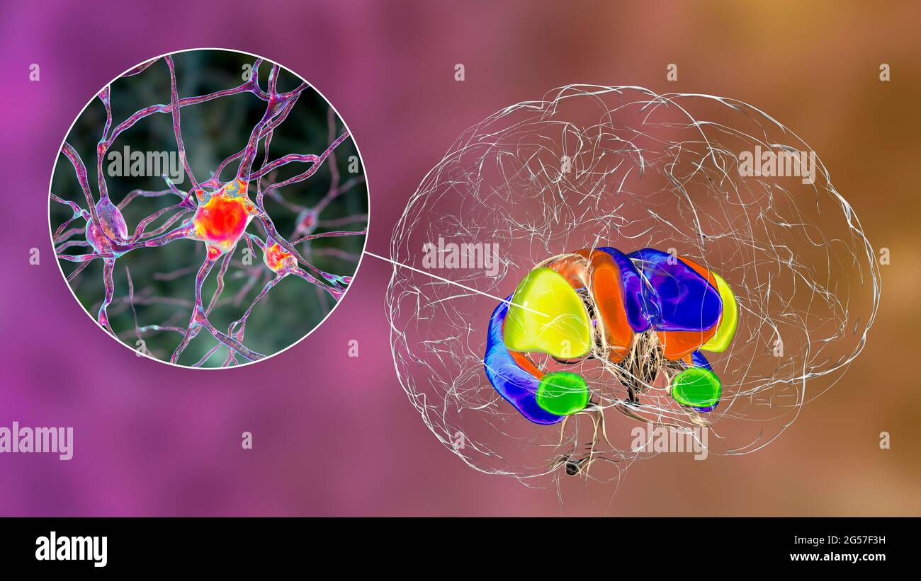 Dorsal striatum and neurons in the brain, illustration Stock Photo