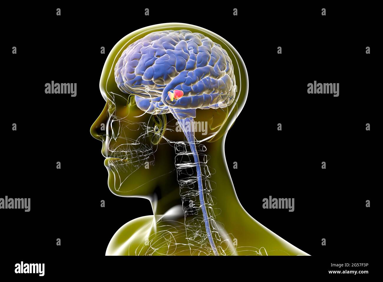 Substantia nigra in the human brain, illustration Stock Photo
