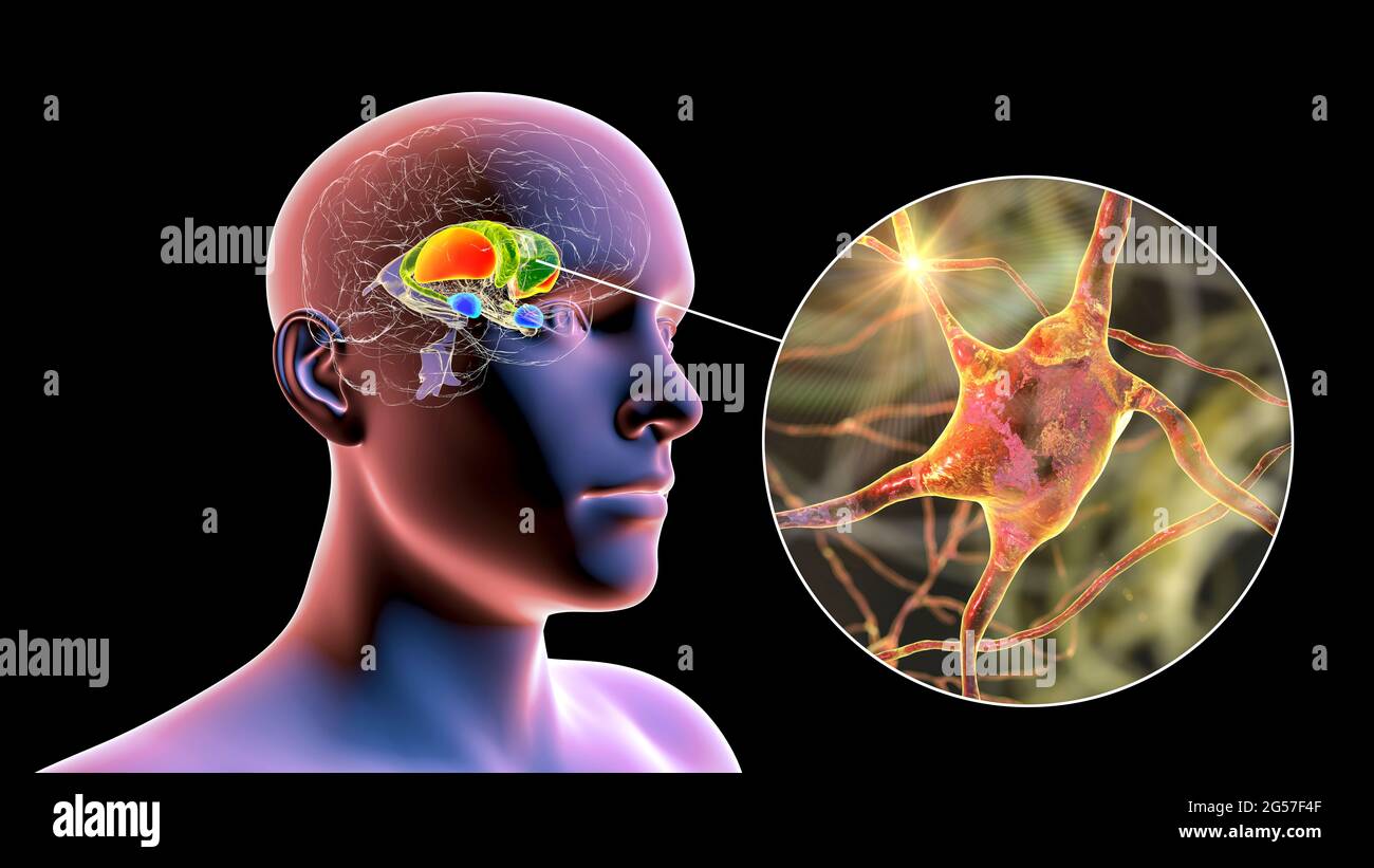 Dorsal striatum and neurons, illustration Stock Photo