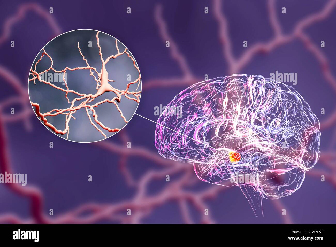 Substantia nigra and dopaminergic neurons, illustration Stock Photo