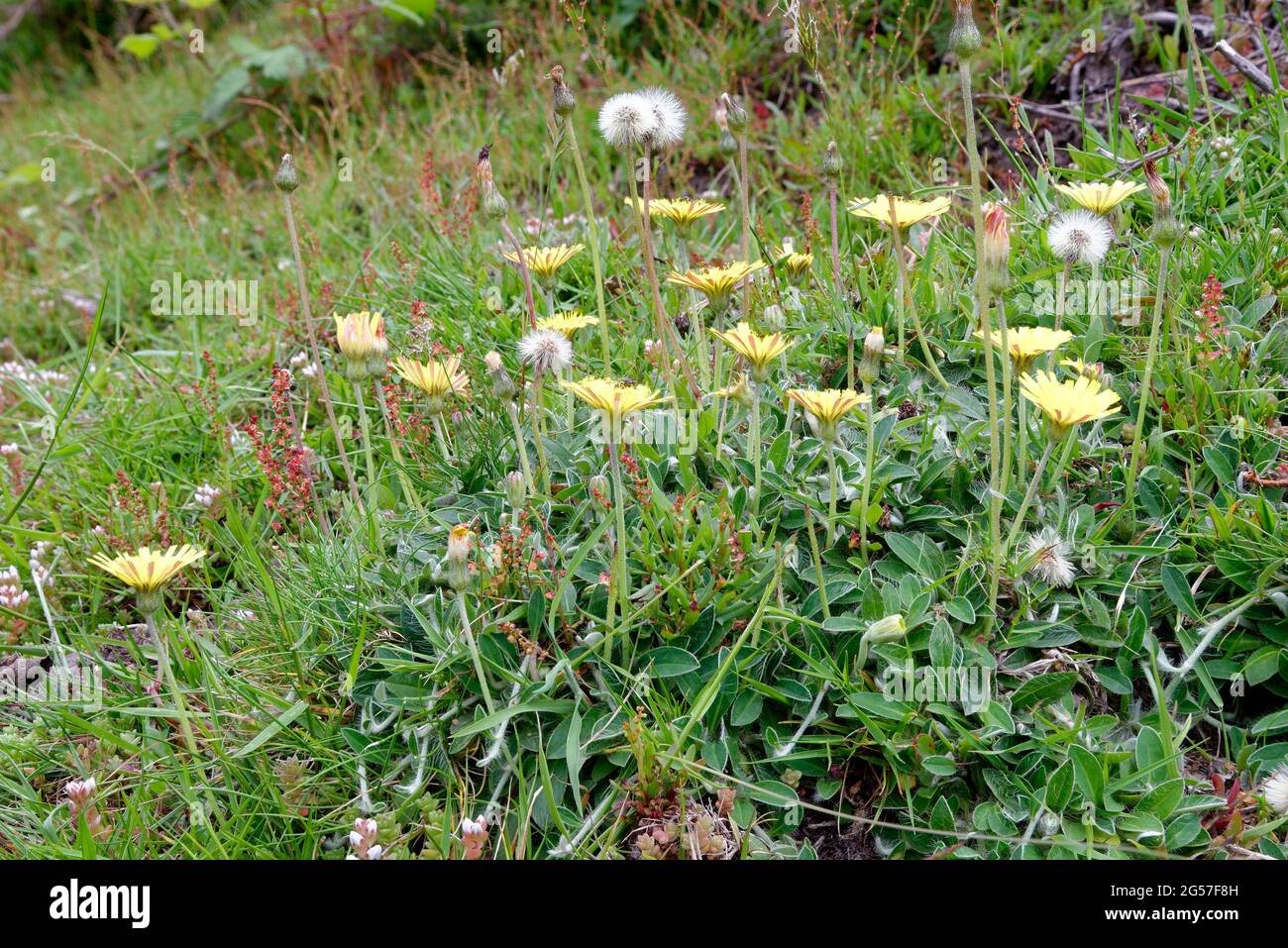 Mouse-ear Hawkweed - Pilosella officinarum growing with Sheep's Sorrel & English Stonecrop Stock Photo