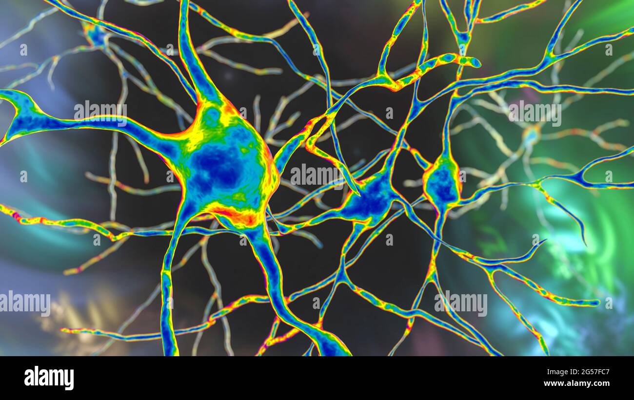 Brain neuron, illustration Stock Photo