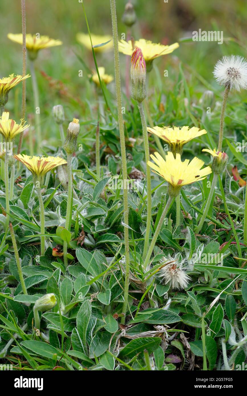 Mouse-ear Hawkweed - Pilosella officinarum, Whole plant with leaves flowers & seeds Stock Photo