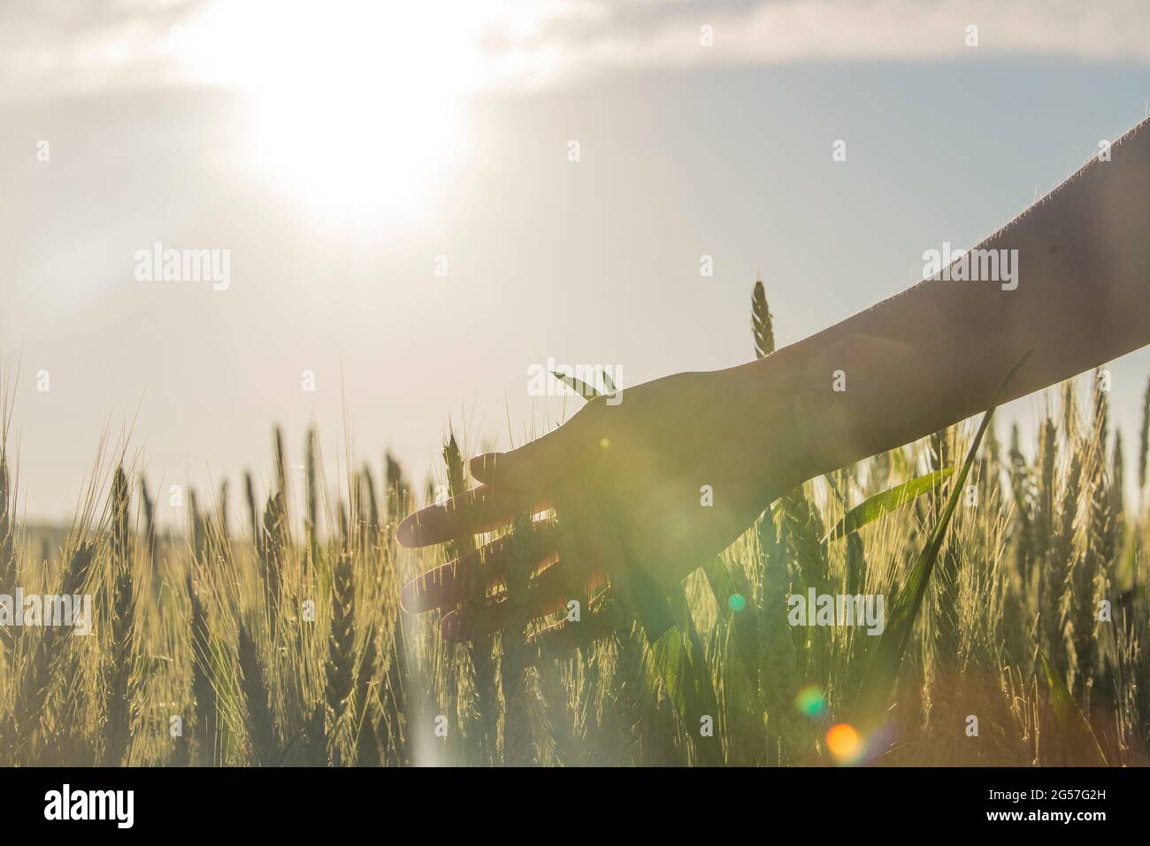 women's hand carefully touching a green colored wheat in a field in the ...