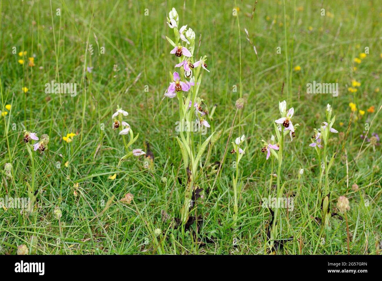 Bee Orchid - Ophrys Apifera, group of flowers in grassland Stock Photo