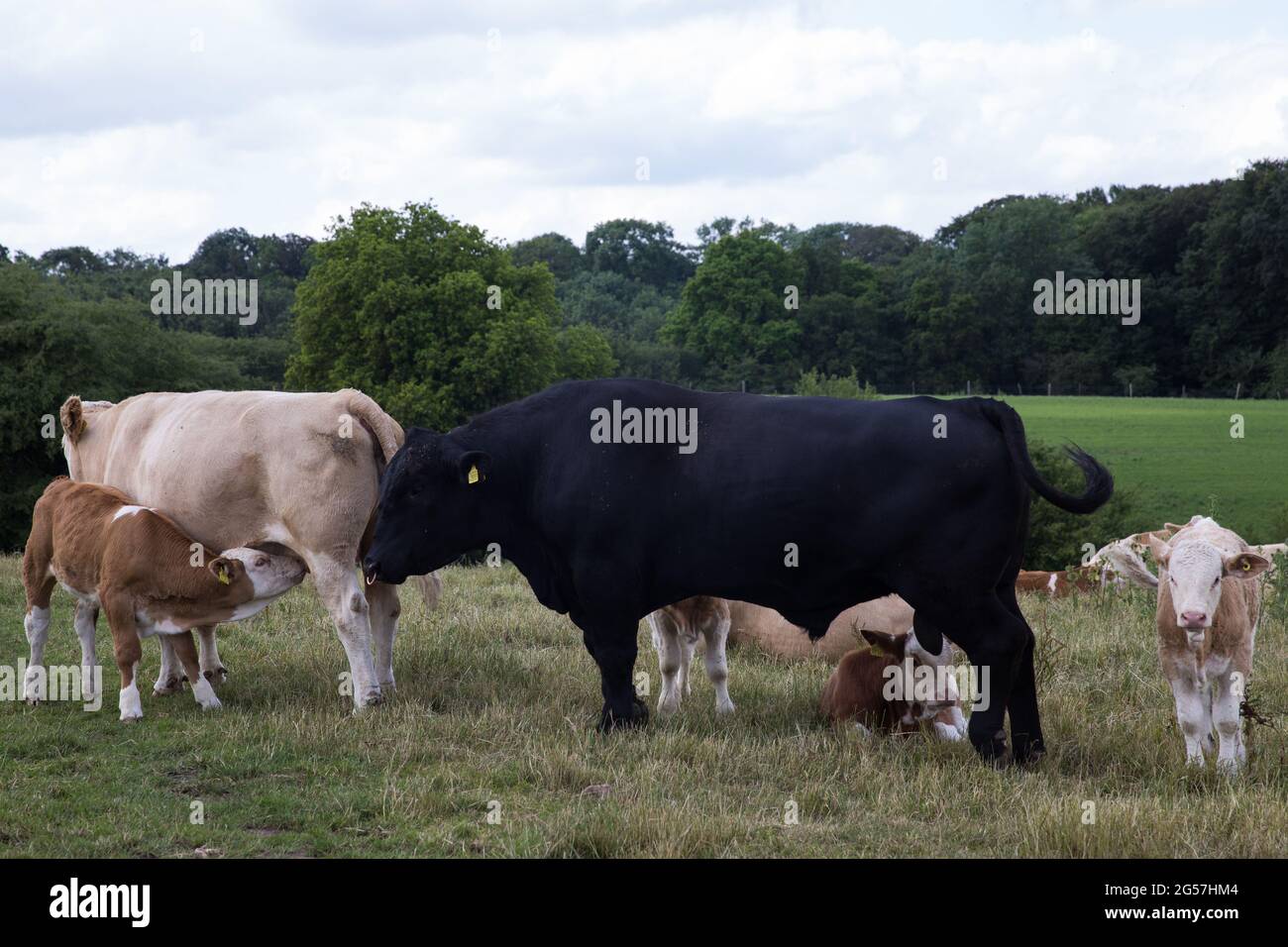 Chalfont St Giles, UK. 25th June, 2021. Cattle, including a bull, graze