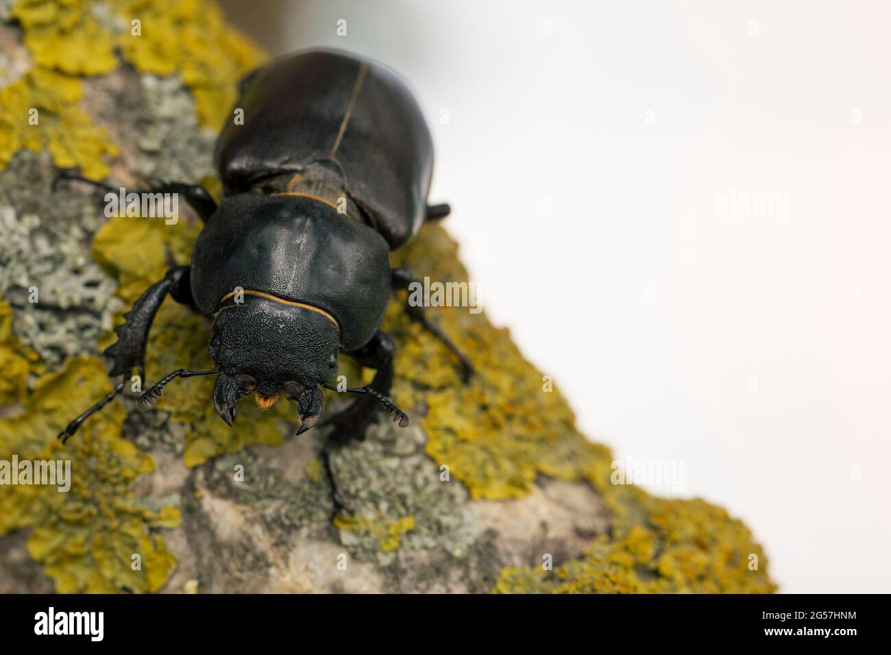 Female of stag beetle (Lucanus cervus) on the tree Stock Photo