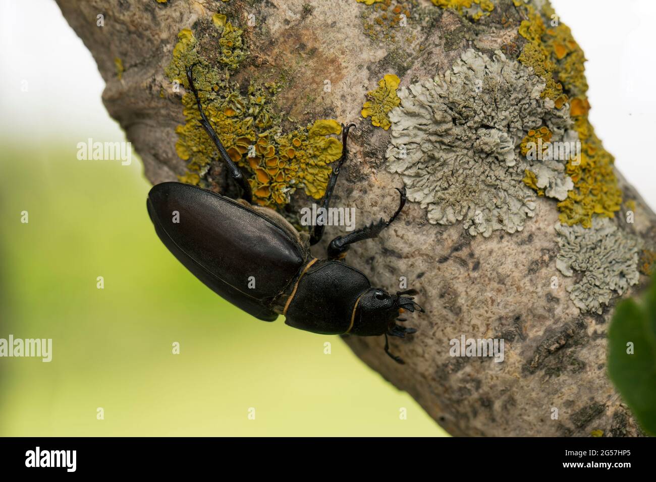 Female of stag beetle (Lucanus cervus) on the tree Stock Photo