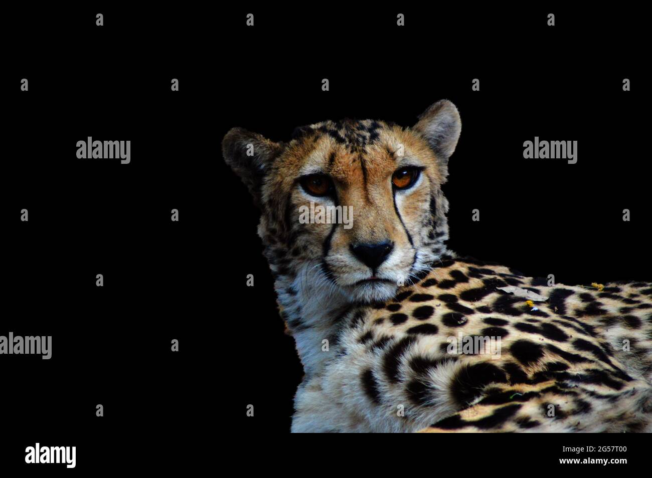 Portrait of a young Cheetah isolated in black background taken in Kruger park South Africa during safari Stock Photo