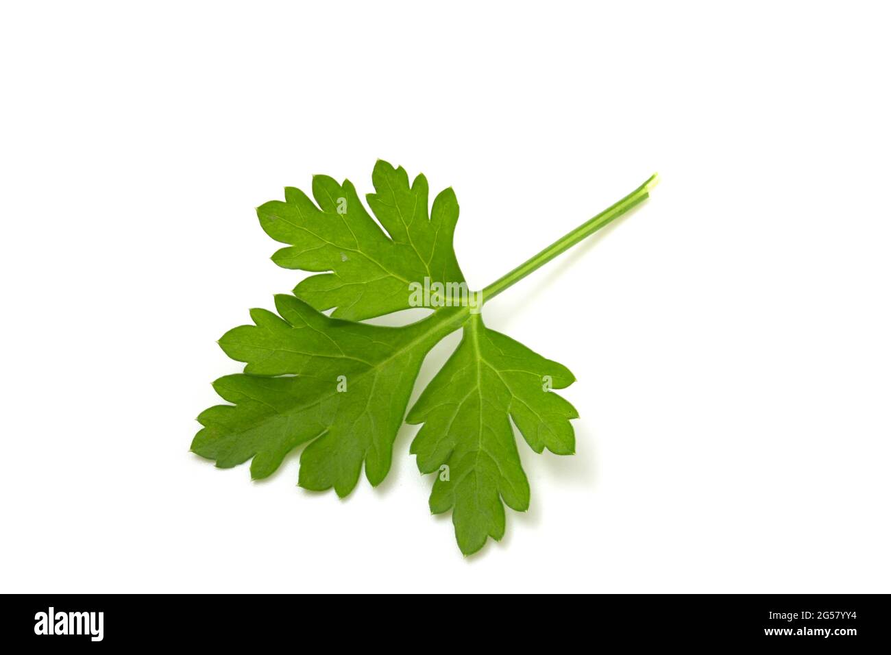 Green parsley leaf isolated on white background Stock Photo - Alamy