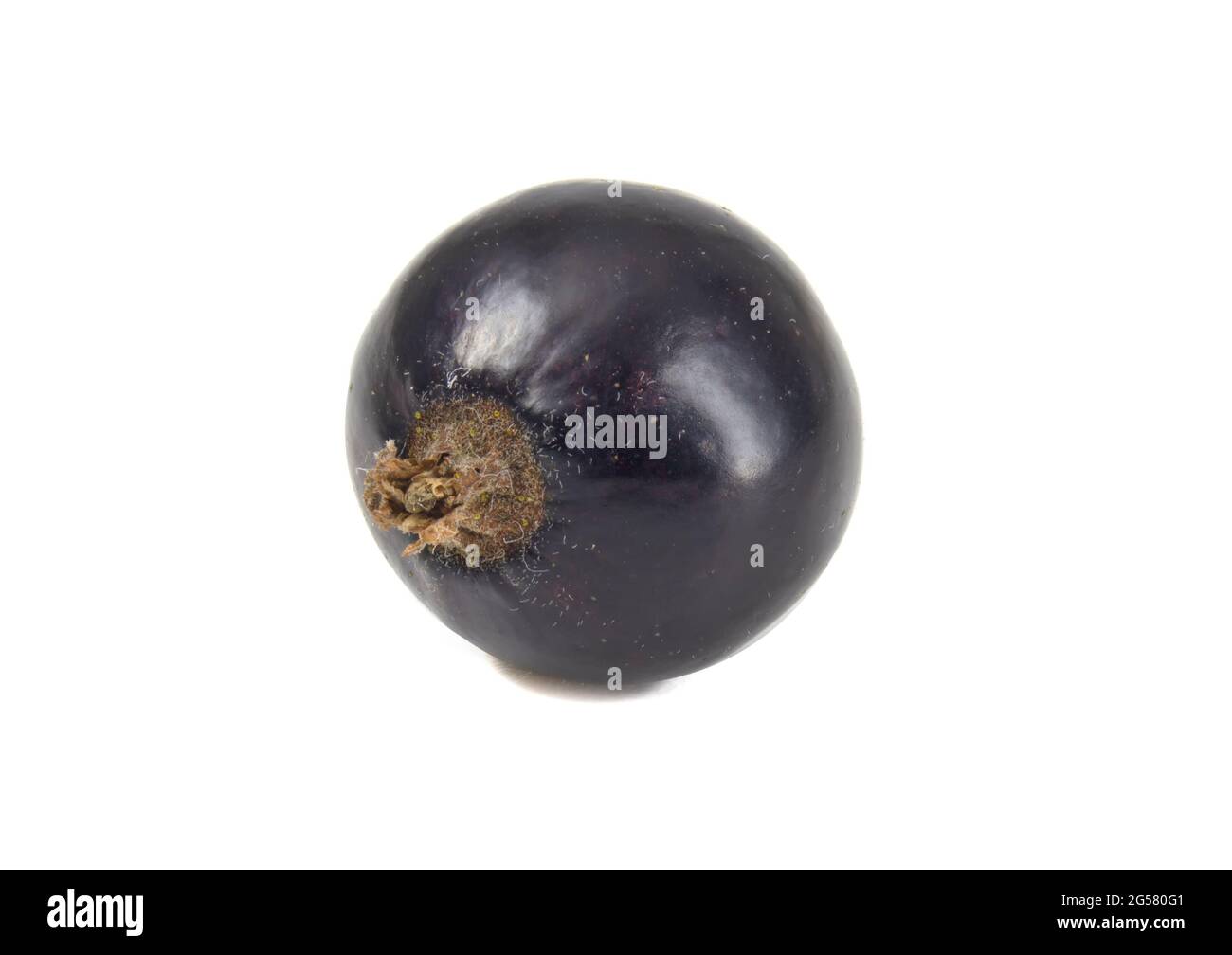 Black currant isolated on white close up. Stock Photo