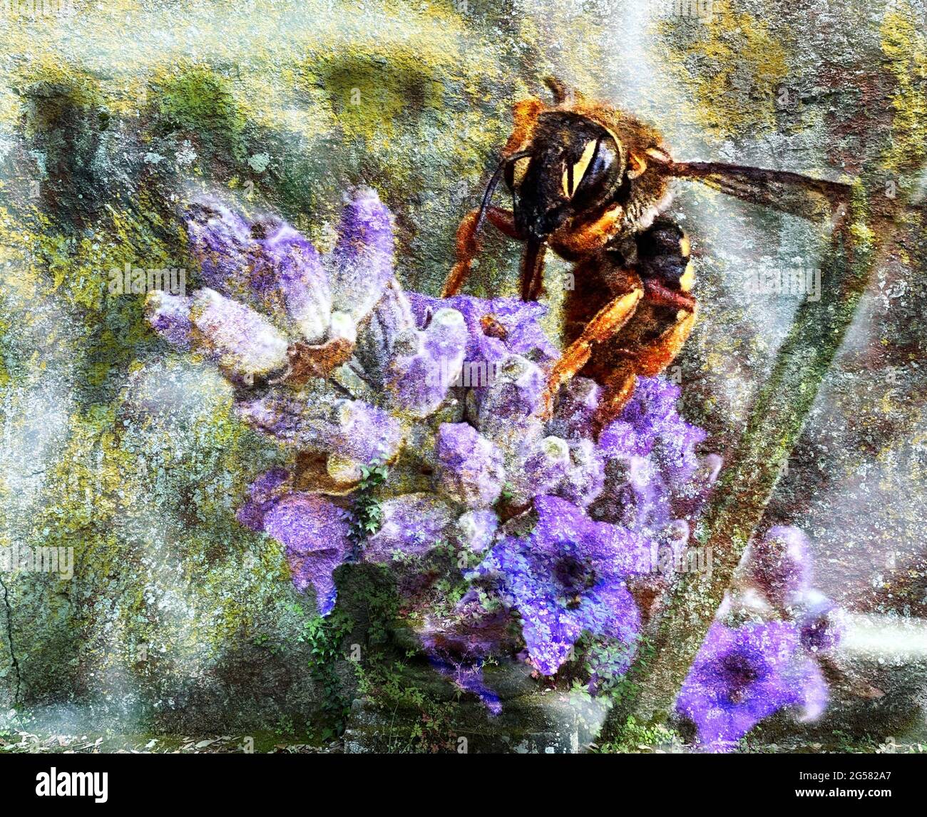 Honeybee on violet flower Stock Photo
