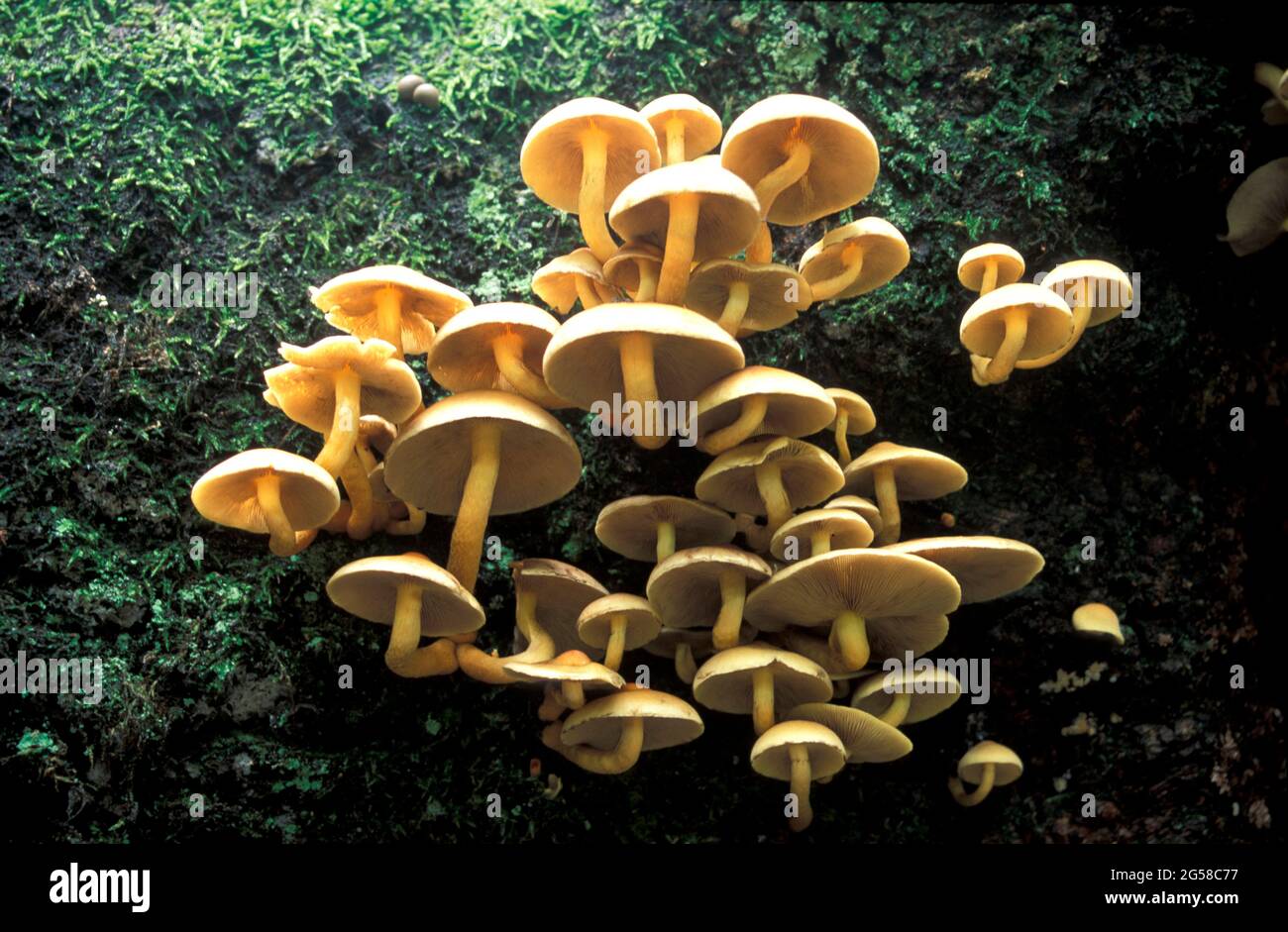 USA, Colorado, Aspen, Mushrooms growing in forest Stock Photo Alamy