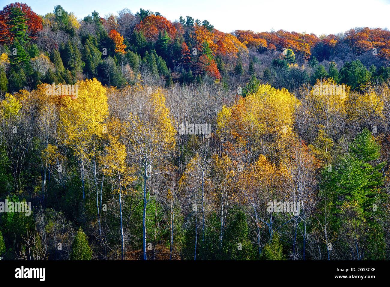 High angle view of the forest with colourful yellow, red and orange colour leaves. Stock Photo