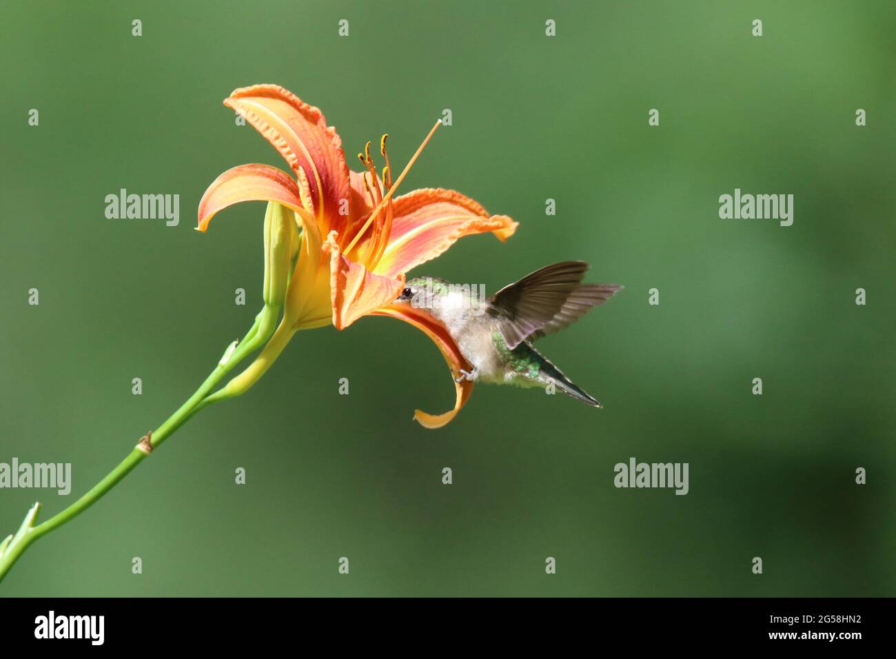 Female Ruby Throated hummingbird feeding on nectar from a daylily flower Stock Photo