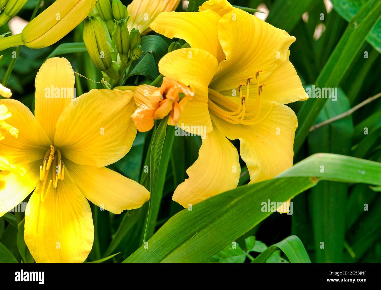 Day Lilly Hi Res Stock Photography And Images Alamy Yellow Day Lilly In Full Bloom 2G58JNF