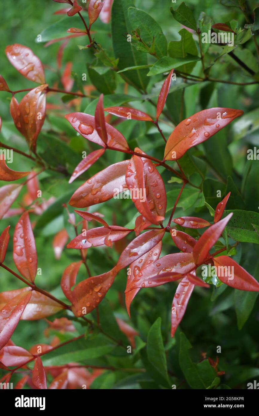Syzygium oleina in the nature. This plant also Syzygium oleina, pucuk merah, daun pucuk merah, and Syzygium myrtifolium Stock Photo
