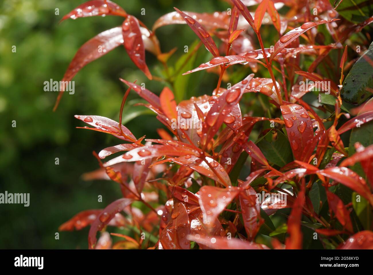 Syzygium oleina in the nature. This plant also Syzygium oleina, pucuk merah, daun pucuk merah, and Syzygium myrtifolium Stock Photo