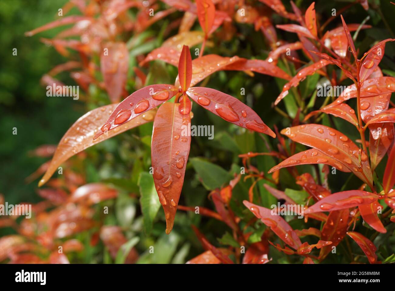 Syzygium oleina in the nature. This plant also Syzygium oleina, pucuk merah, daun pucuk merah, and Syzygium myrtifolium Stock Photo