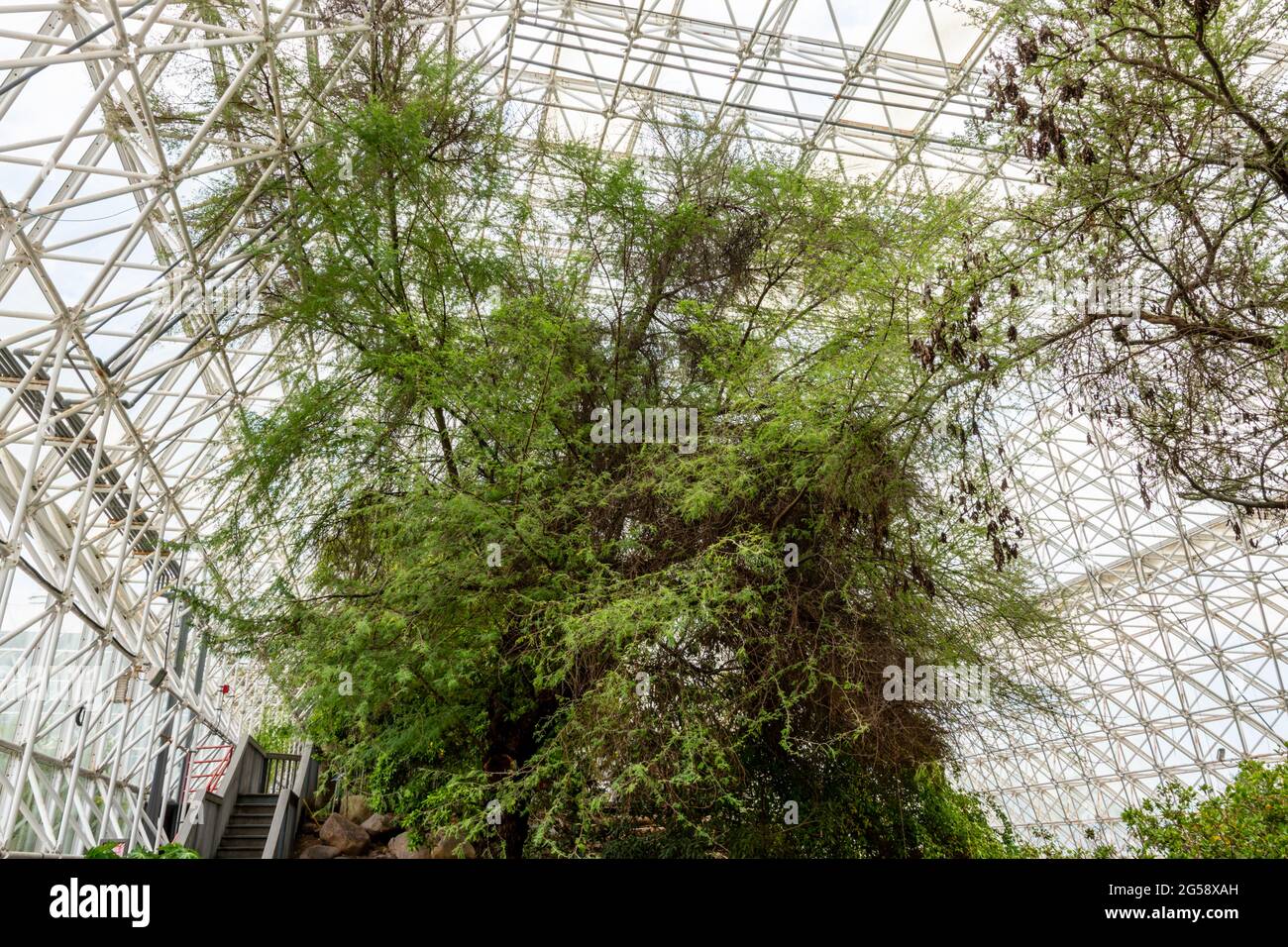 Biosphere 2 Upper Savanna Stock Photo Alamy