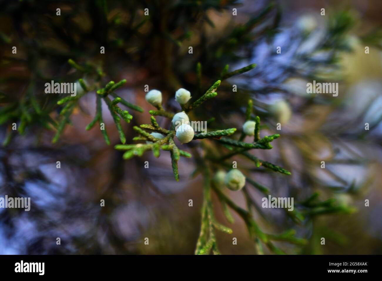 Centered closeup of light blue berries of a juniper species tree with green leaves Stock Photo