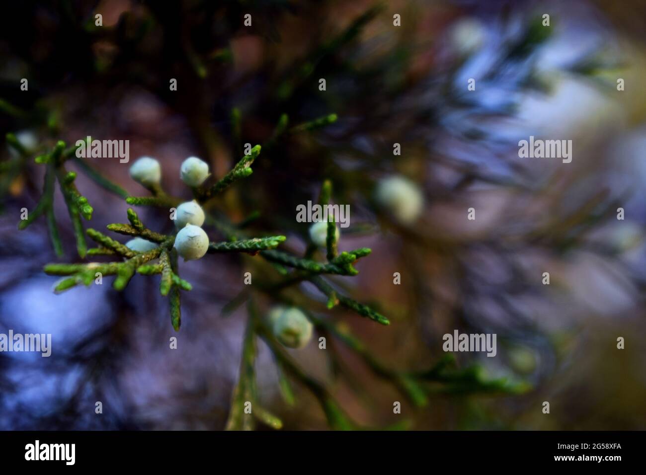 Closeup of light blue berries of a juniper species tree with green leaves. Stock Photo