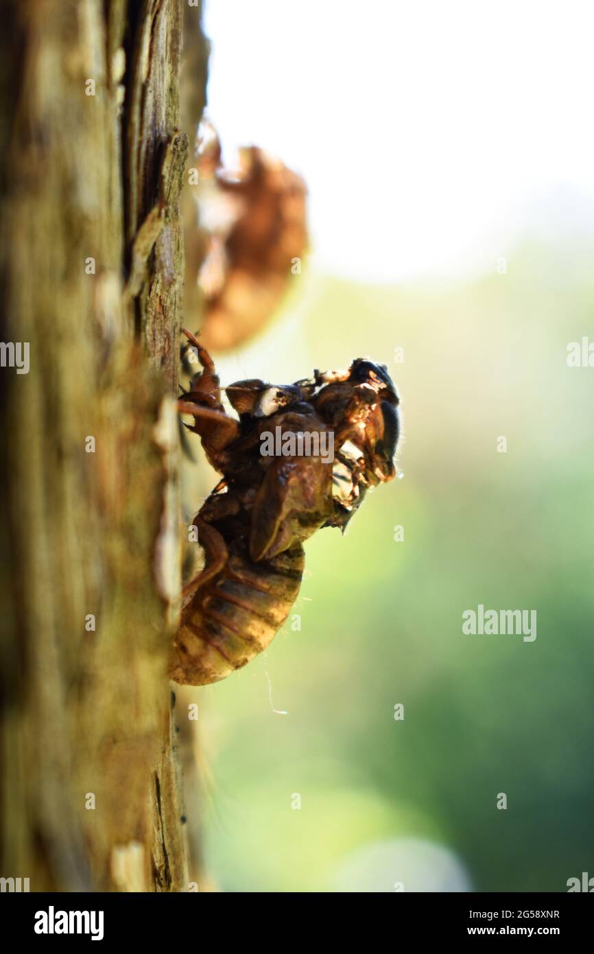 Brood X cicada. Failed emergence from exoskeleton. Stock Photo