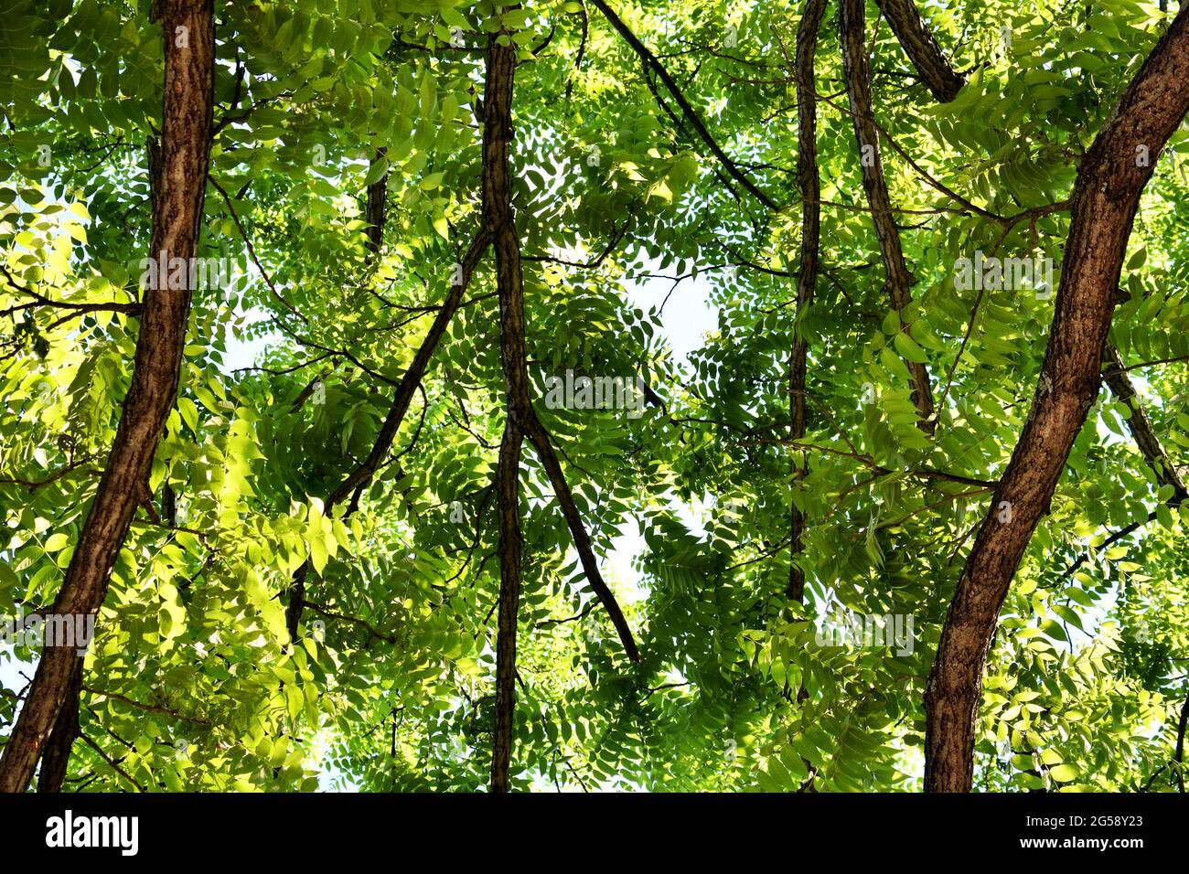 Upward view of the branches of a walnut tree (Juglans sp). Stock Photo