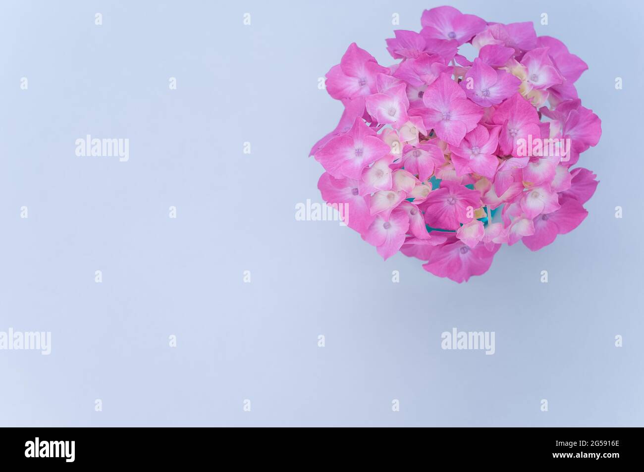 Pink hydrangeas on a blue background Stock Photo - Alamy