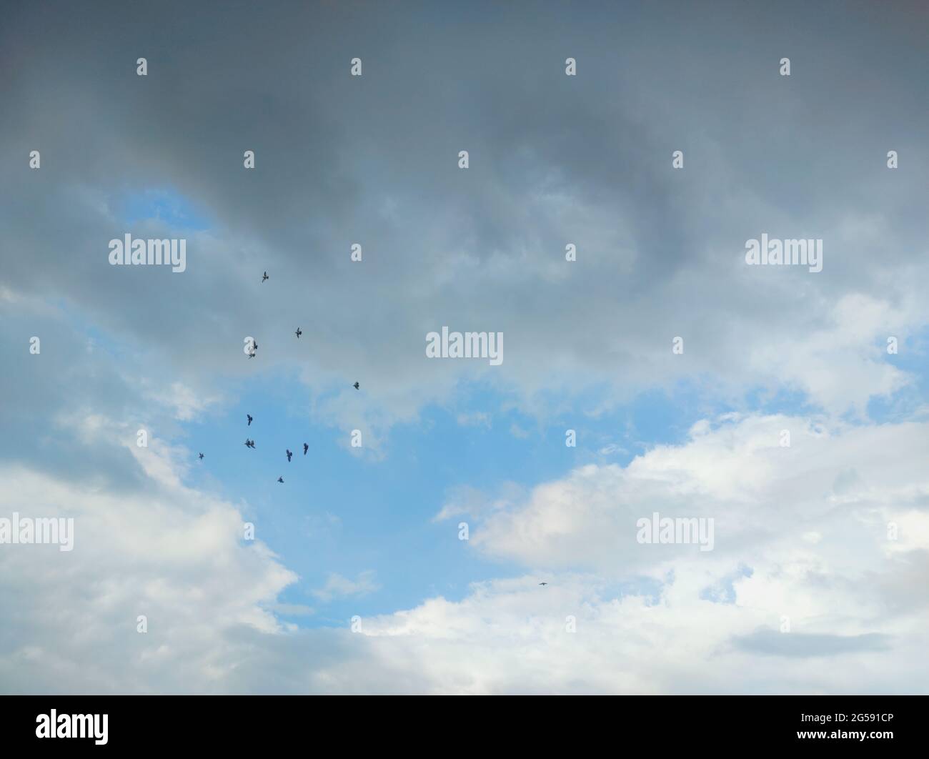 Flock of birds flying against a gloomy sky with clouds Stock Photo - Alamy