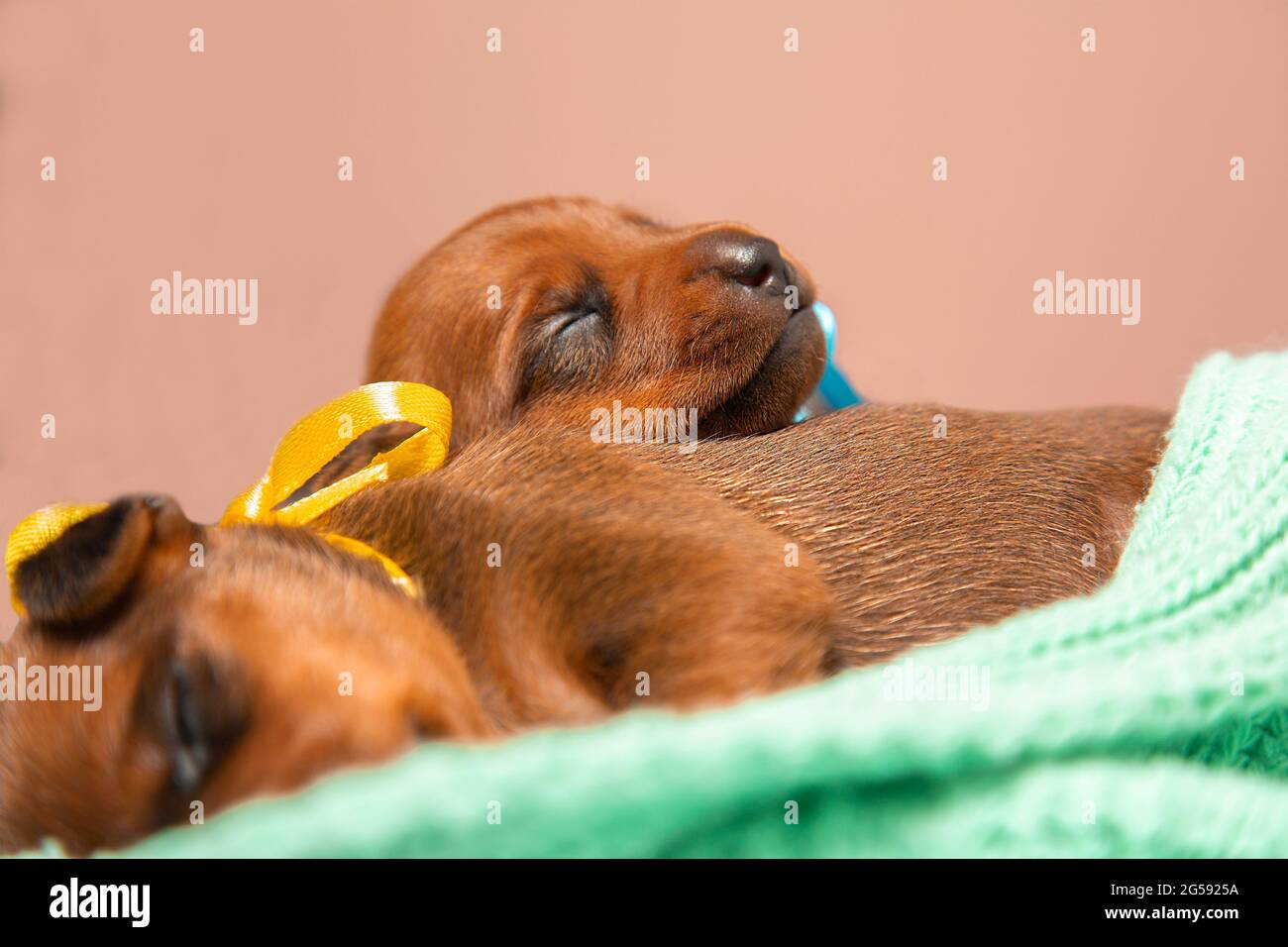 Two small newborn puppies lie on a warm knitted blanket. Pygmy pinscher puppies are sleeping. Stock Photo