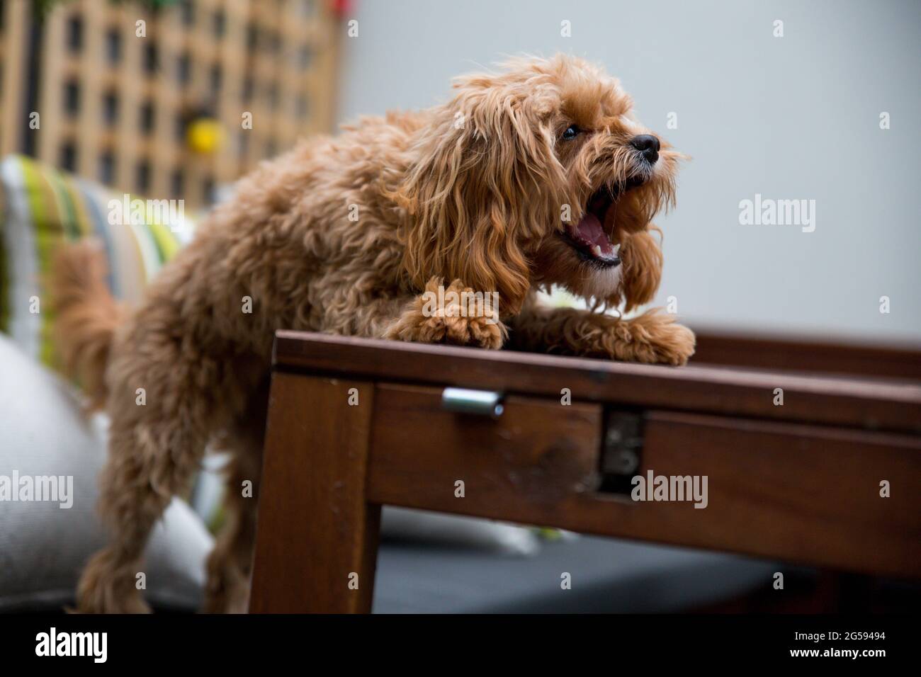 Yorkshire Terrier Barking High Resolution Stock Photography And Images