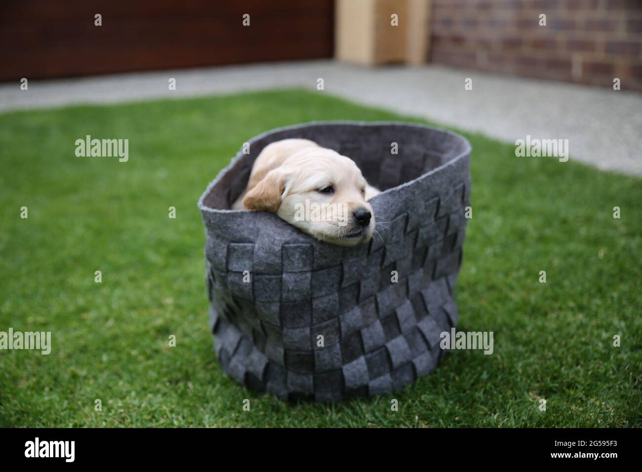 Closeup of a basket full of adorable golden retriever puppies, outdoors Stock Photo