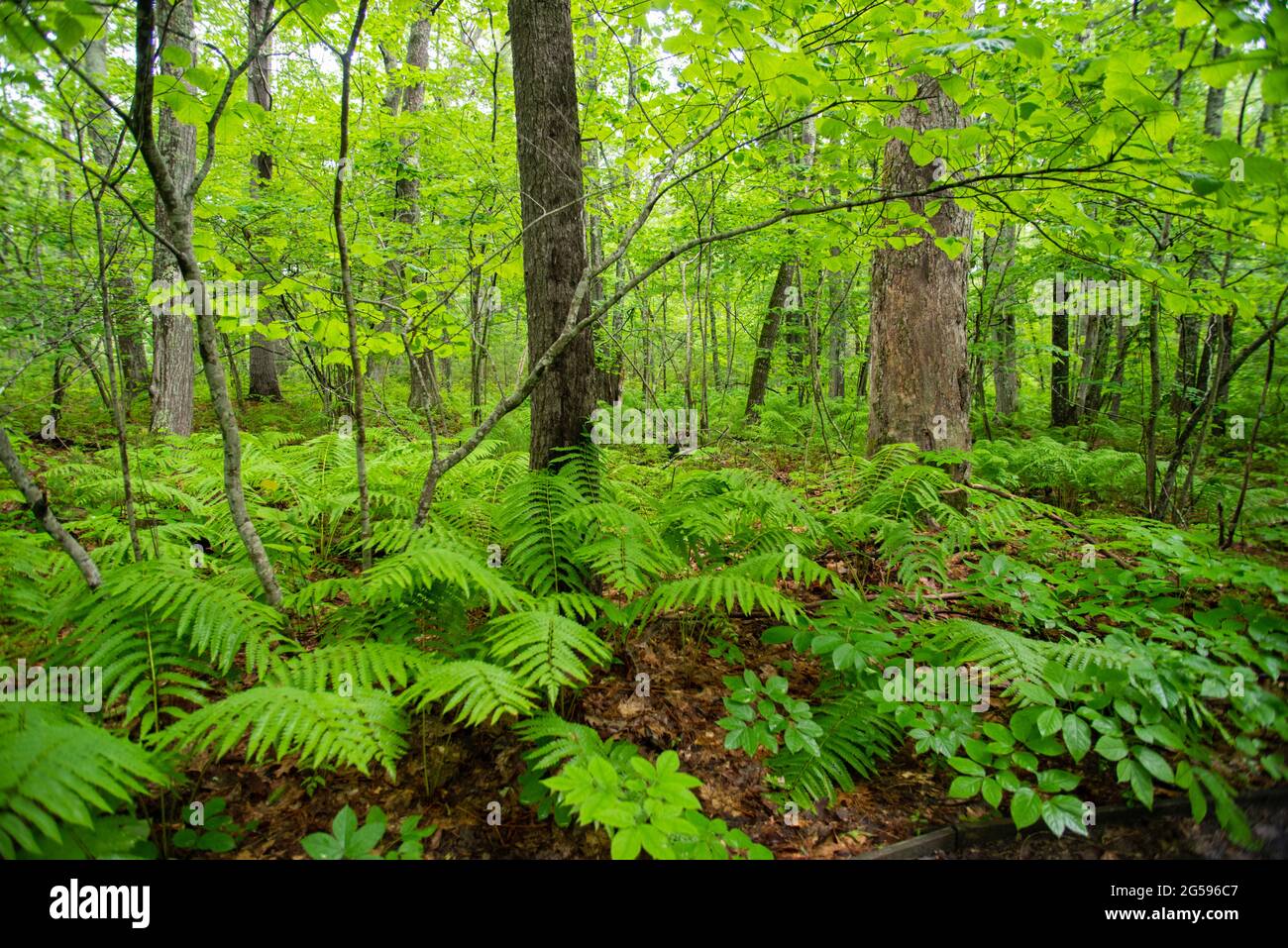 Deciduous forest in summer Stock Photo Alamy