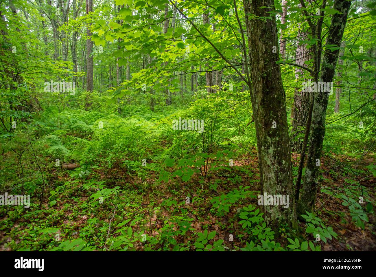 Deciduous forest in summer Stock Photo Alamy