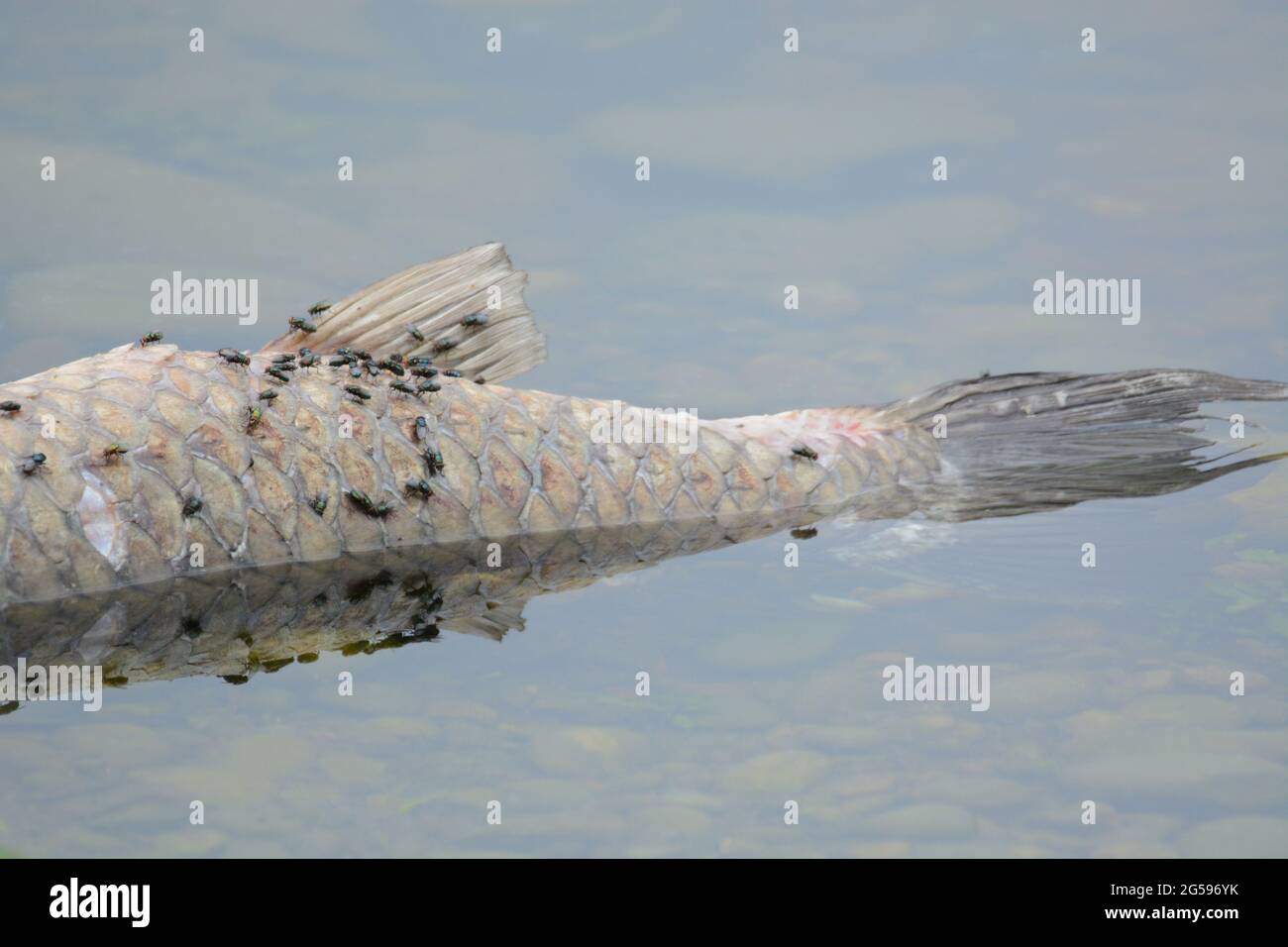 Dead freshwater carp fish by lake edge and covered with flies starting the process of decomposition Stock Photo